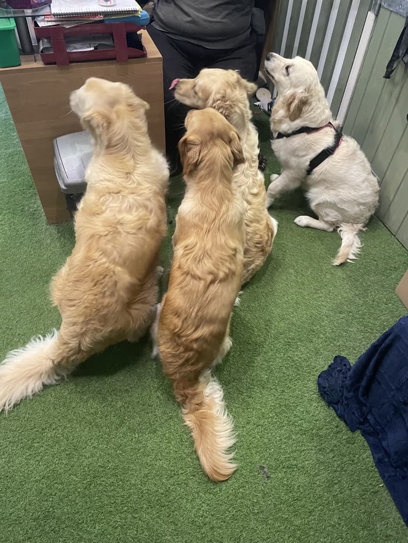 Three cream and golden dogs sitting together on the green artificial grass of the daycare room