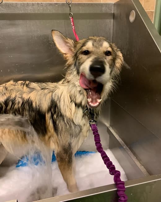 A scruffy shepherd-type dog standing happily in the stainless steel bath